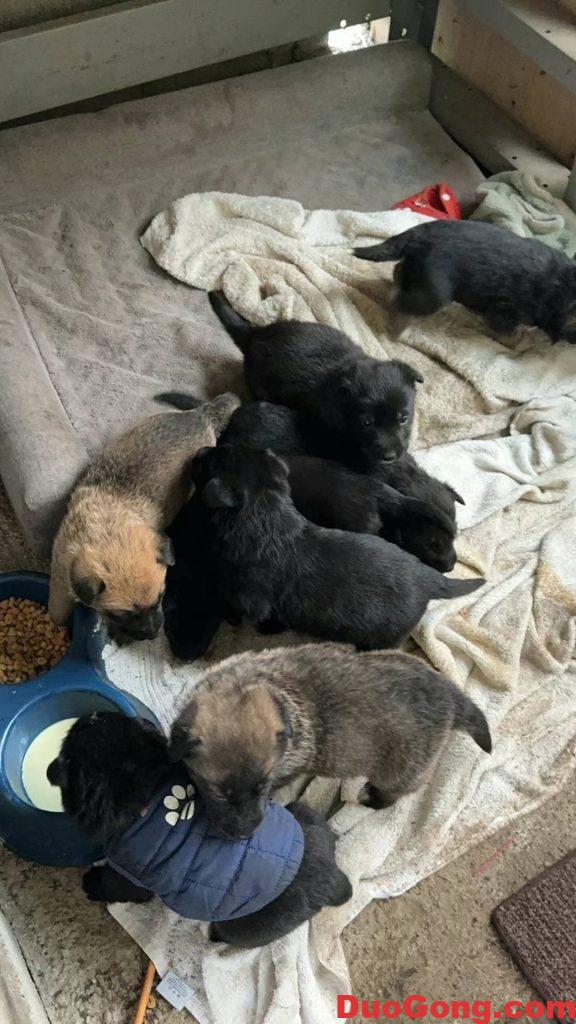 圖片[2]-灣區出牧羊犬與邊牧的小狗狗-多工網