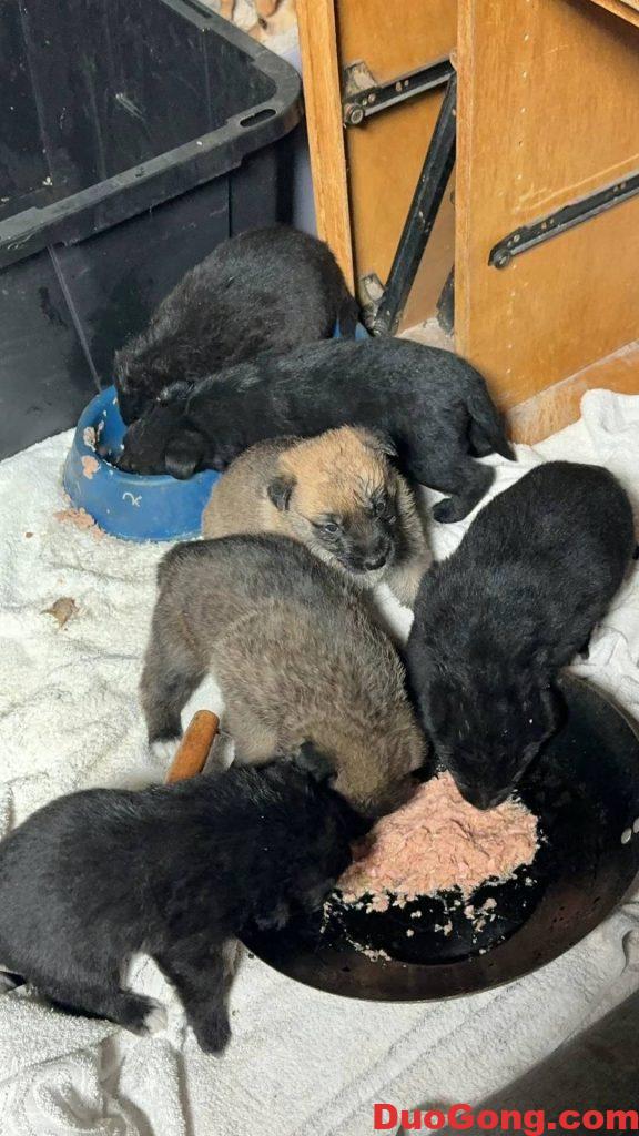 灣區(qū)出牧羊犬與邊牧的小狗狗-多工網(wǎng)